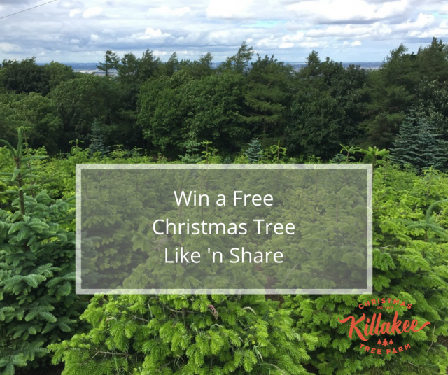 win-a-free-christmas-tree-killakee-christmas-tree-farm